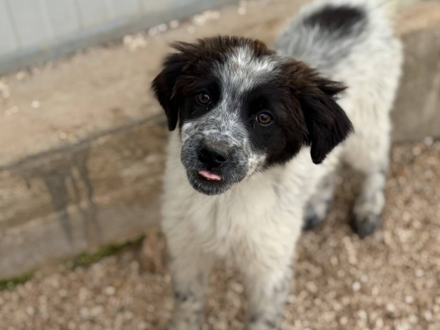 Adotta un cane, femmina, 2 mesi, Taranto
