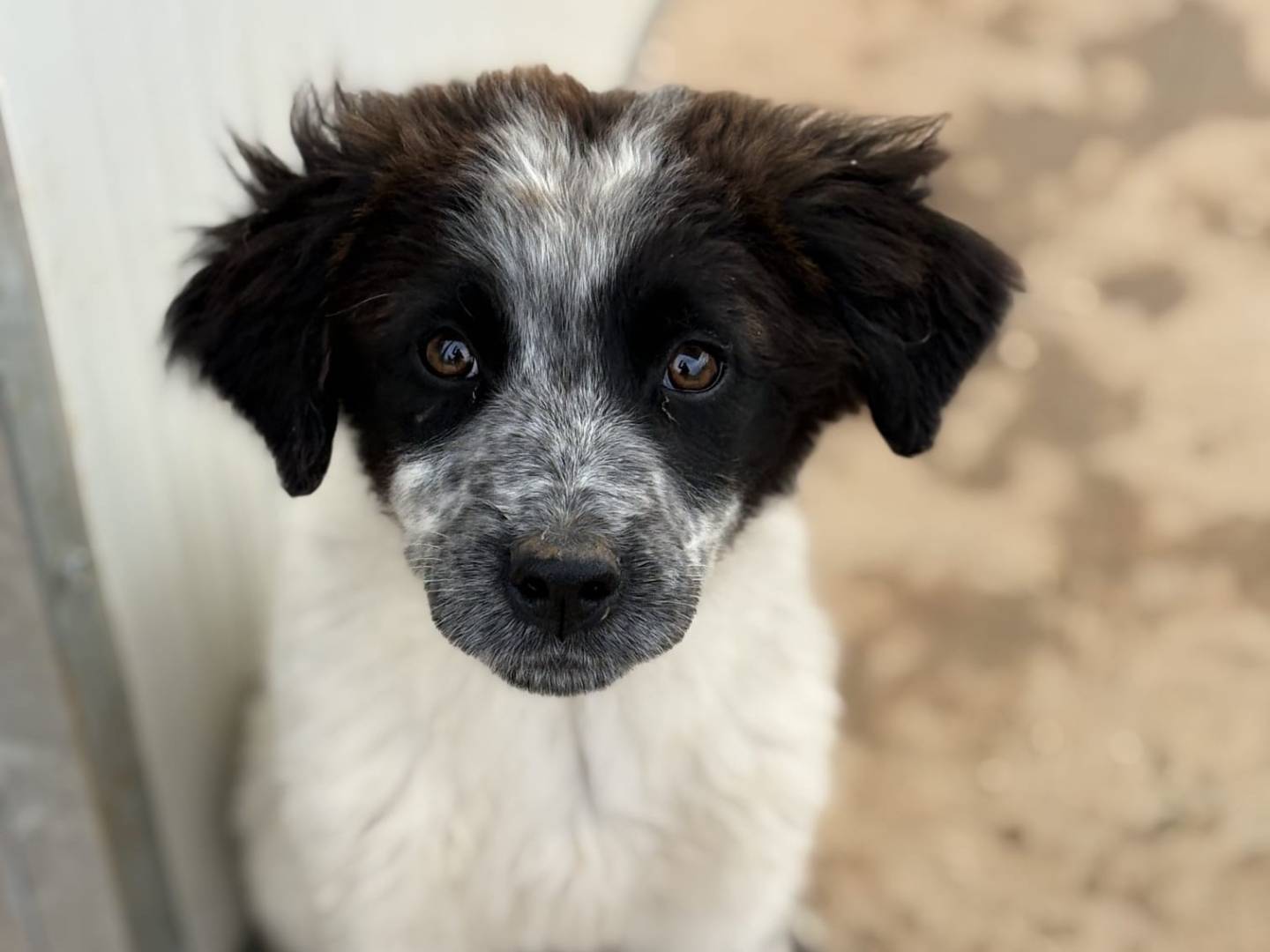 Adotta un cane, taglia media, femmina, Taranto