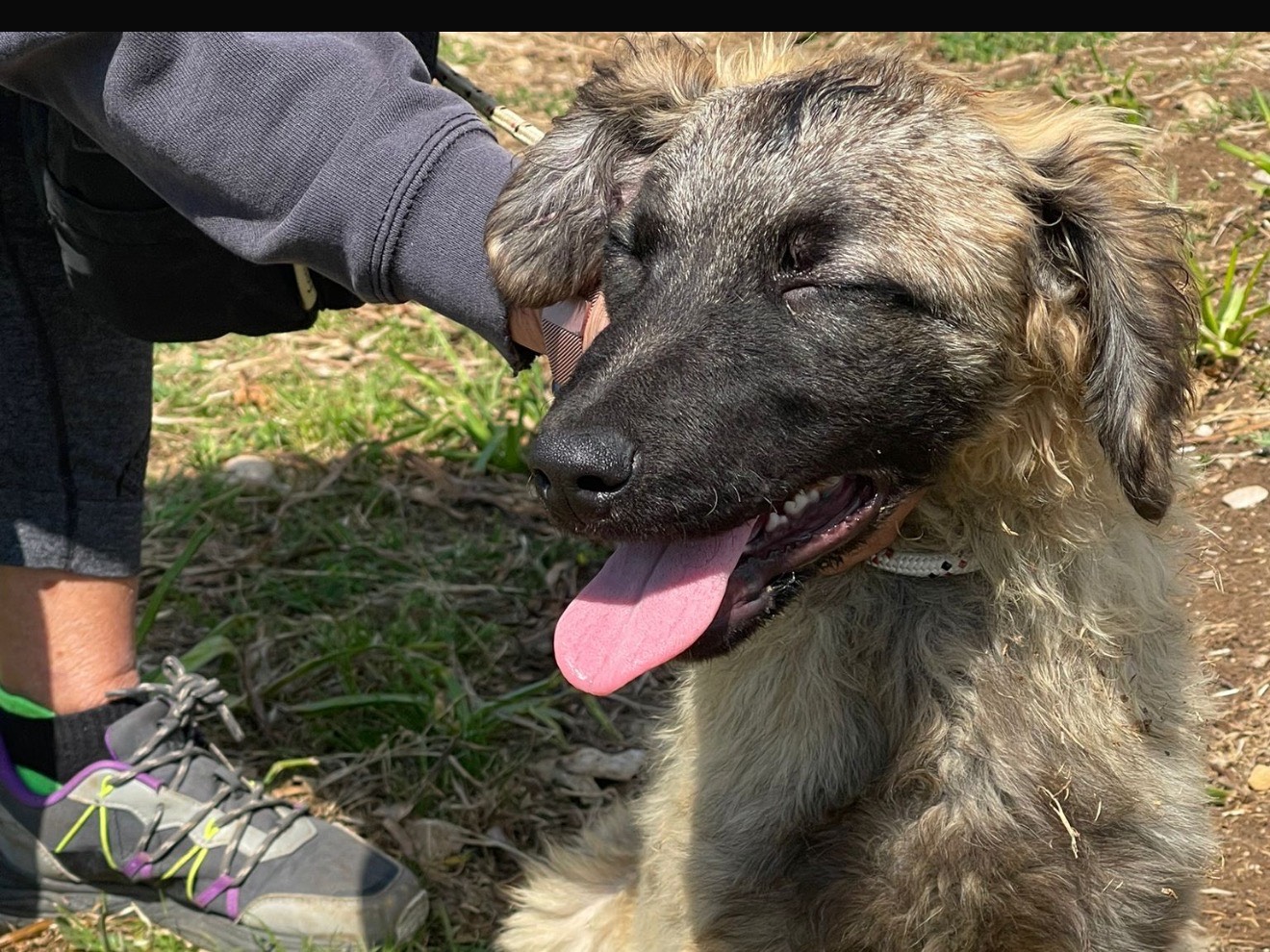 Adozione cane, femmina, Razza sconosciuta Razza sconosciuta, 2 mesi, taglia media contenuta, Latina