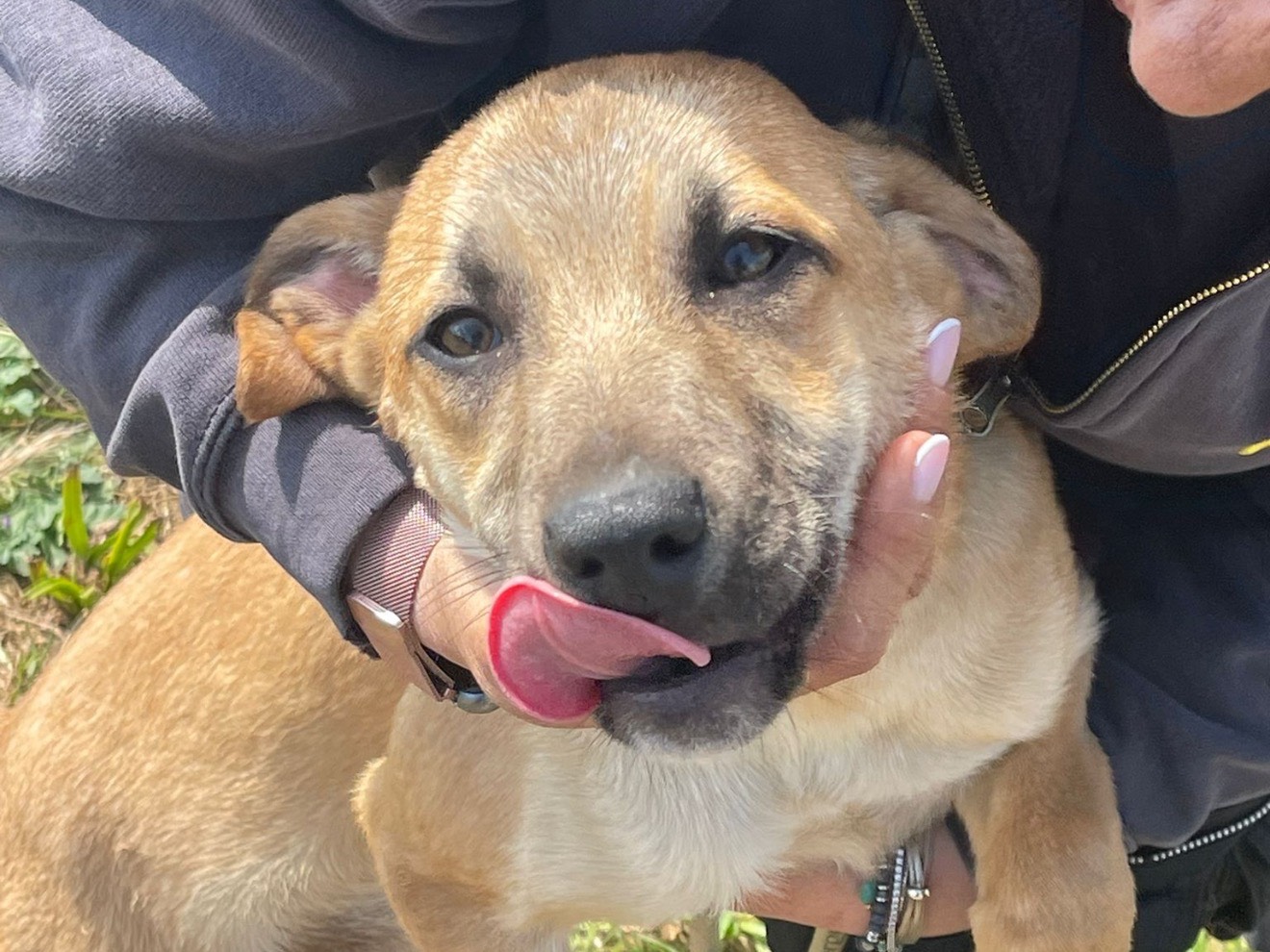 Vuoi adottare un cane a Latina?