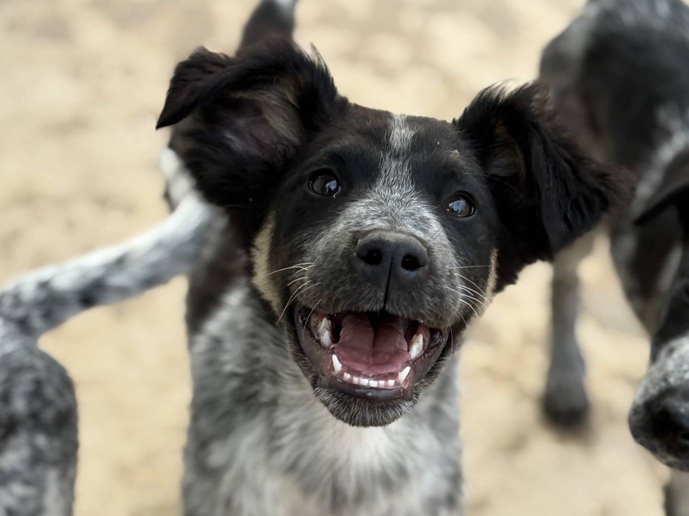 Adozione cane, maschio, Pointer Razza sconosciuta, 2 mesi, taglia media, Taranto