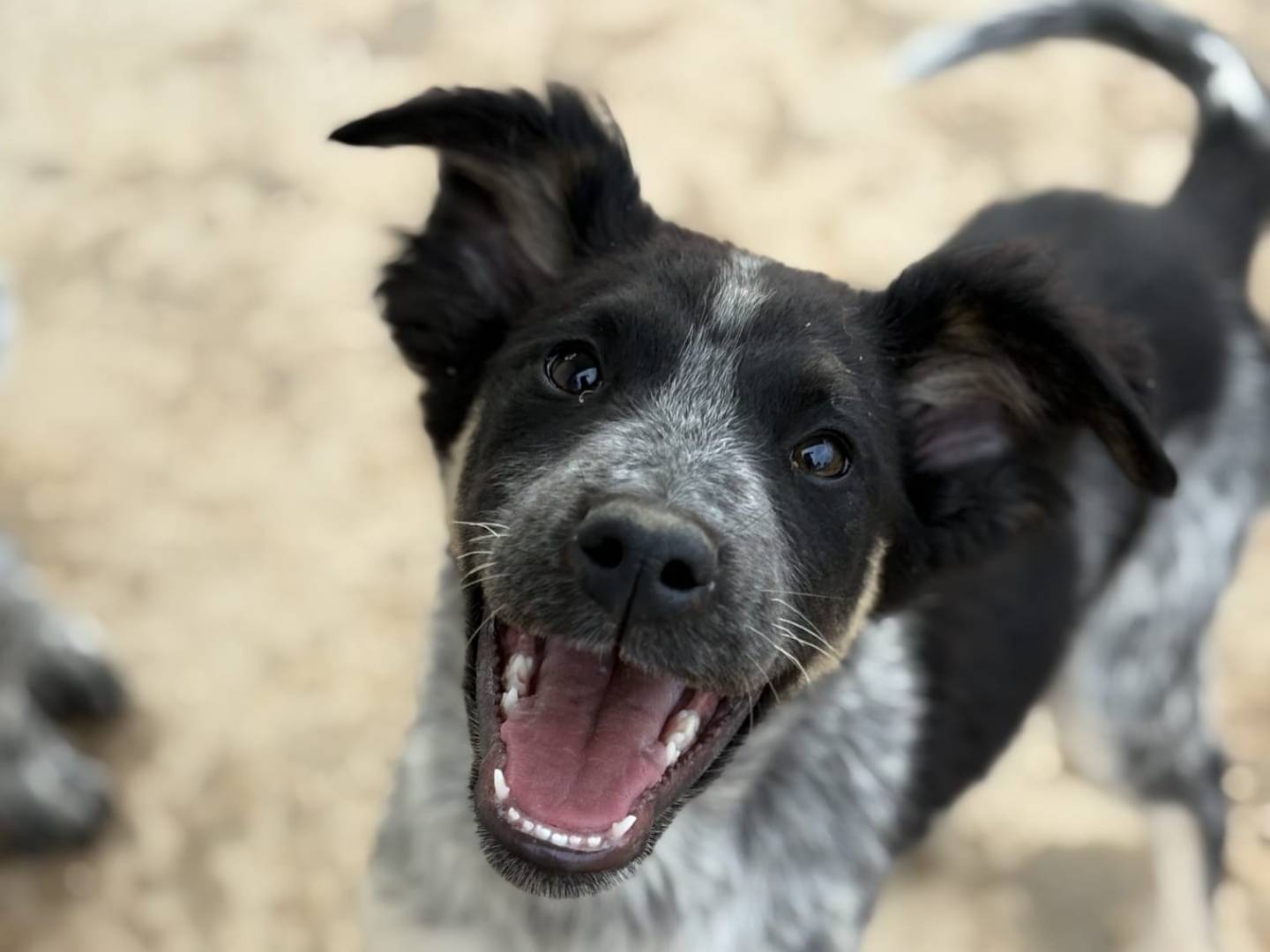 Adotta un cane, maschio, 2 mesi, Taranto