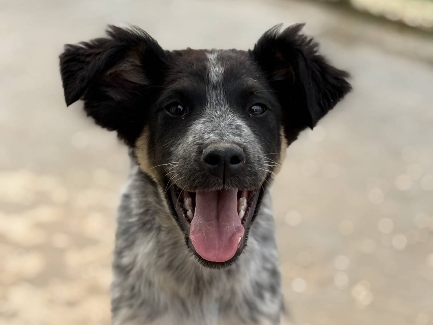 Adotta un cane, taglia media, maschio, Taranto