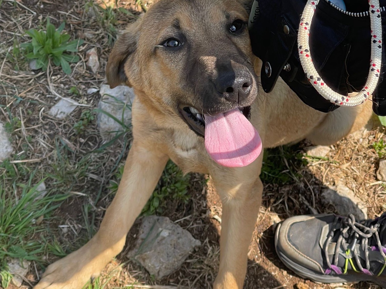 Adotta il cane Sister a Latina