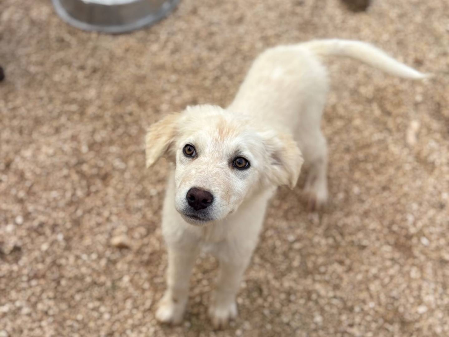 Adozione cane, femmina, Razza sconosciuta Razza sconosciuta, 2 mesi, taglia media, Taranto