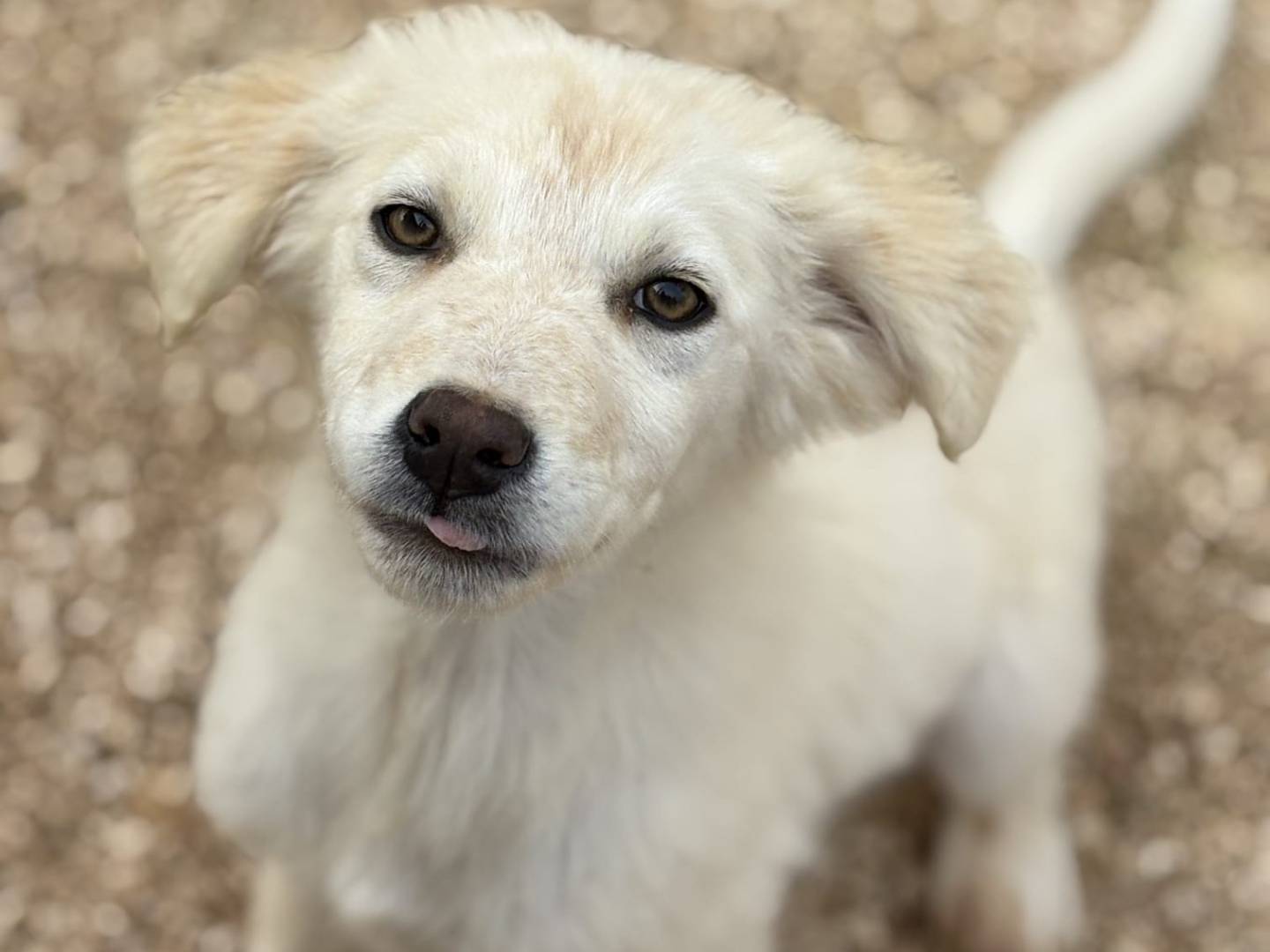 Adotta un cane, femmina, 2 mesi, Taranto