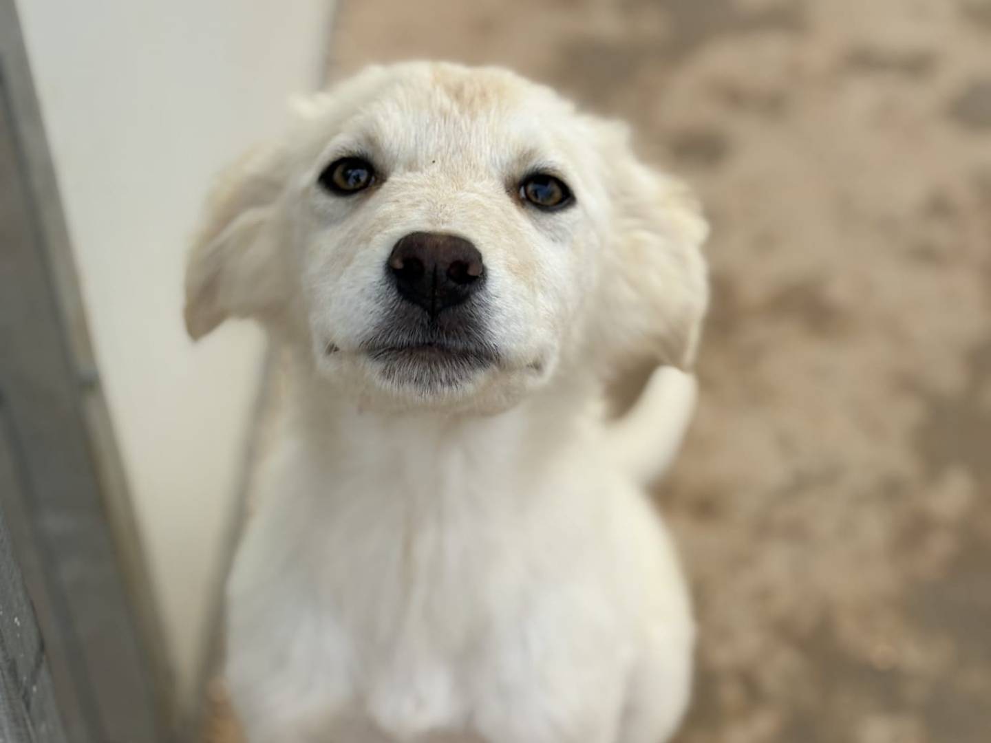Adotta un cane, taglia media, femmina, Taranto