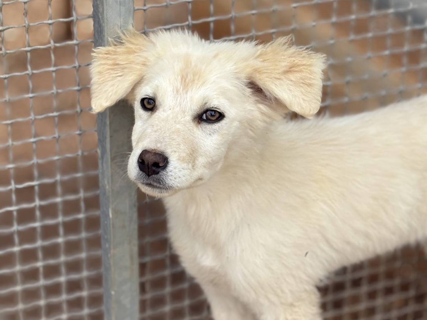 Vuoi adottare un cane a Taranto?