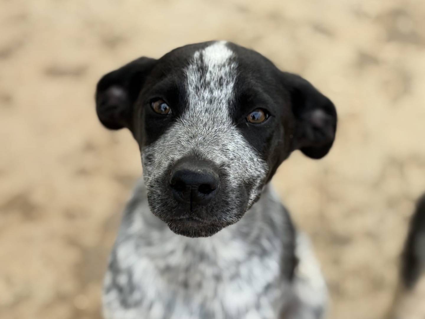 Adozione cane, maschio, Pointer Razza sconosciuta, 2 mesi, taglia media, Taranto