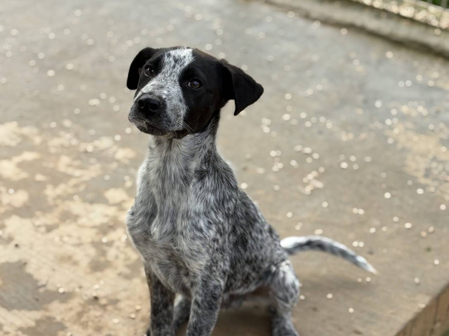 Adotta un cane, maschio, 2 mesi, Taranto