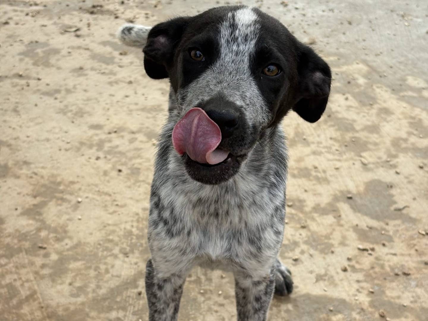 Adotta un cane, taglia media, maschio, Taranto