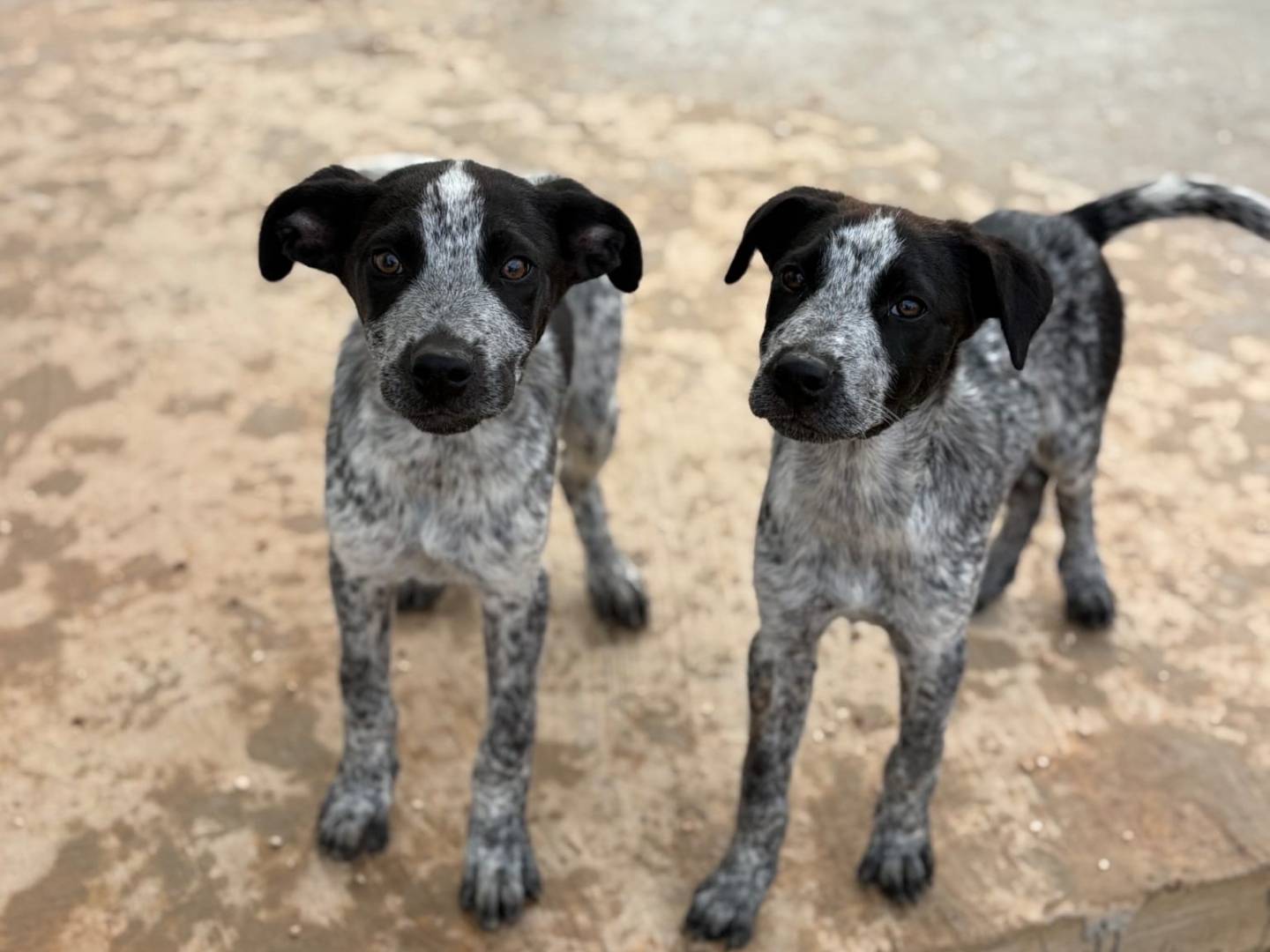 Vuoi adottare un cane a Taranto?