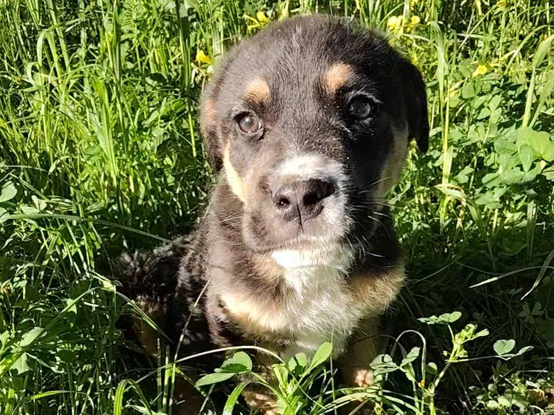 Adozione cane, maschio, Razza sconosciuta Razza sconosciuta, 3 mesi, taglia grande, Torino