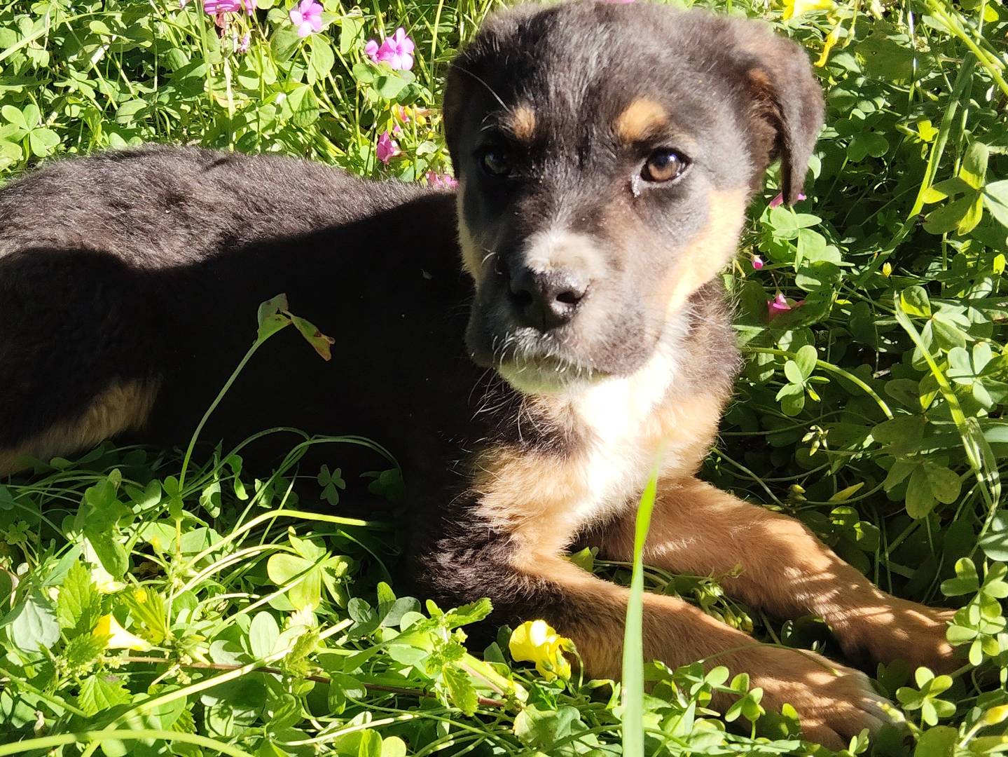 Adotta un cane, taglia grande, maschio, Torino