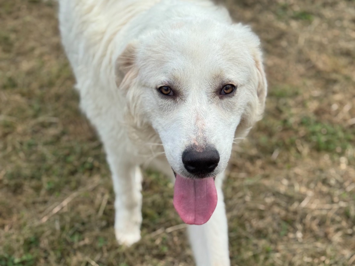 Vuoi adottare un cane a Frosinone?