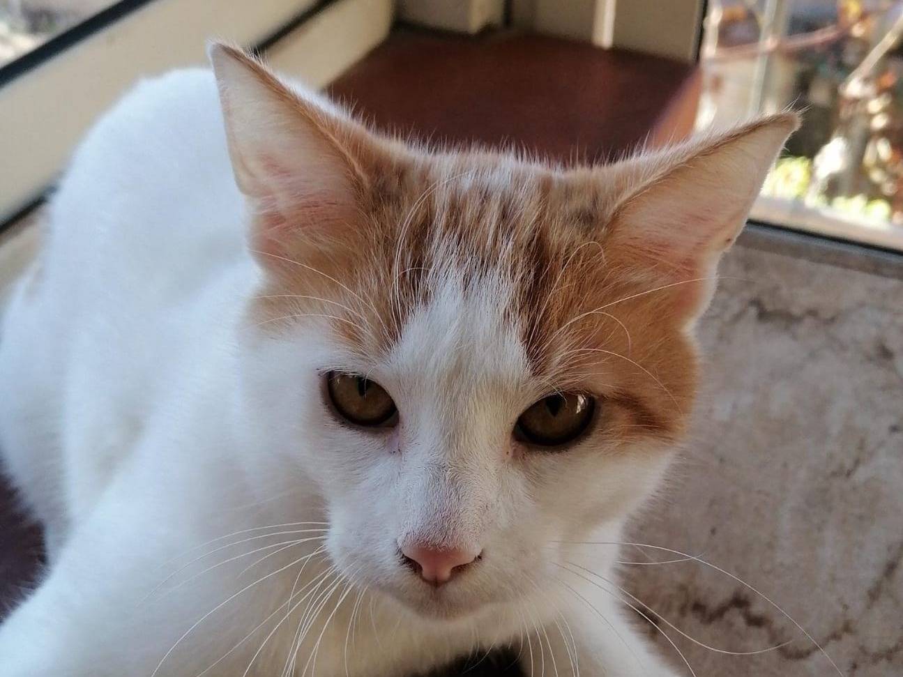 Adozione gatto, maschio, Razza sconosciuta Razza sconosciuta, 7 mesi, taglia non valida, Milano