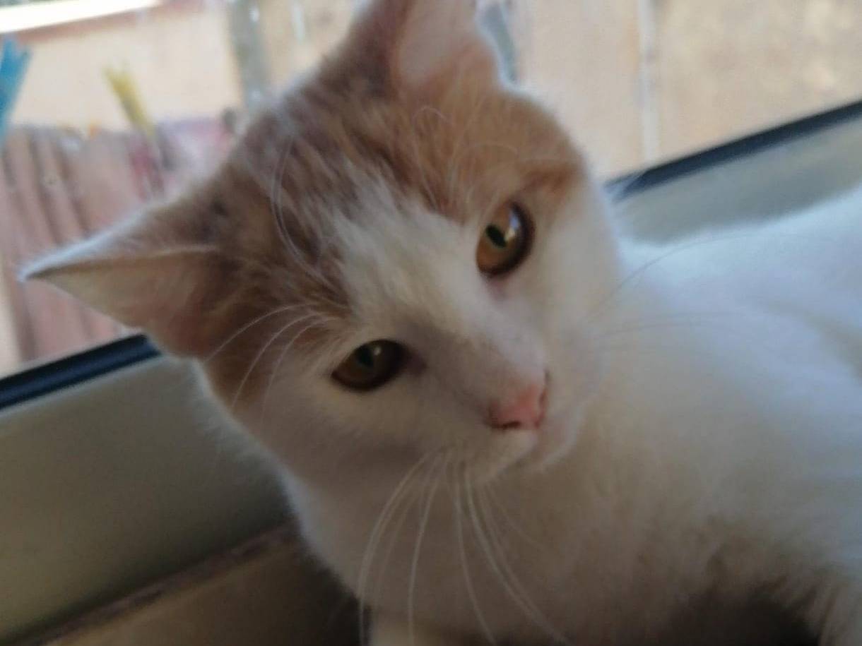 Adotta un gatto, maschio, 7 mesi, Milano