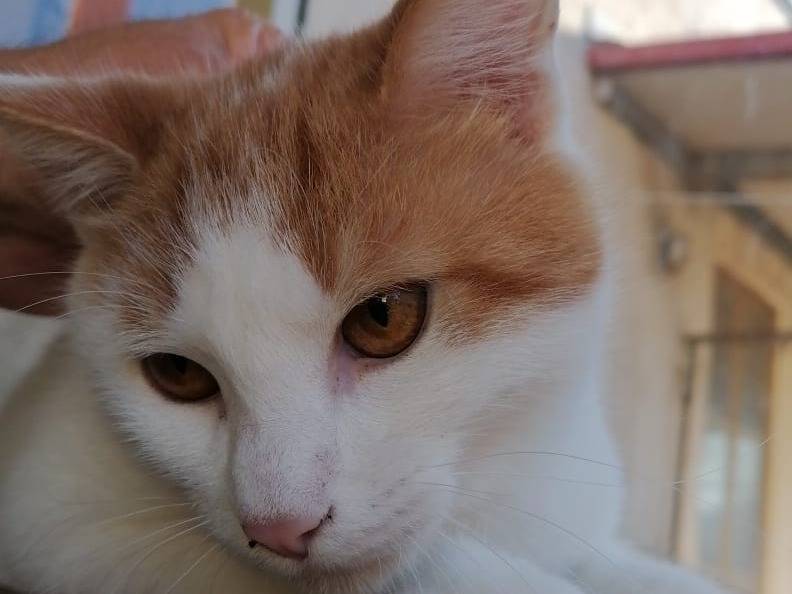 Adotta un gatto, taglia non valida, maschio, Milano