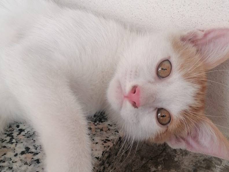 Adotta il gatto Pooh a Milano