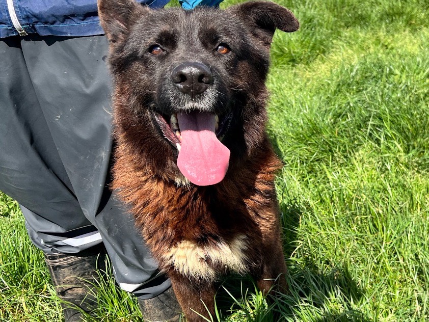 Adozione cane, maschio, Pastore tedesco Razza sconosciuta, 4 anni e 2 mesi, taglia media, Frosinone