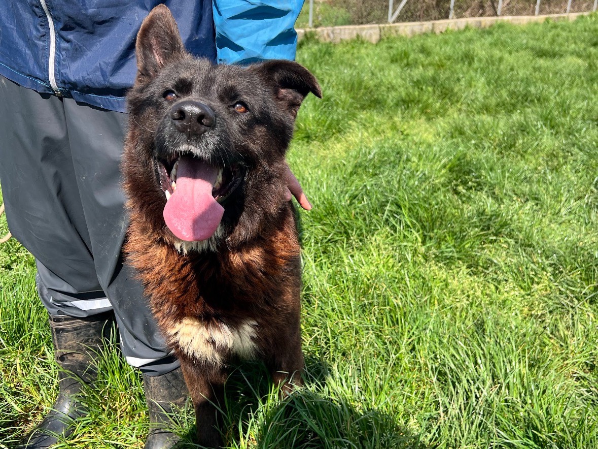 Adotta un cane, maschio, 4 anni e 2 mesi, Frosinone