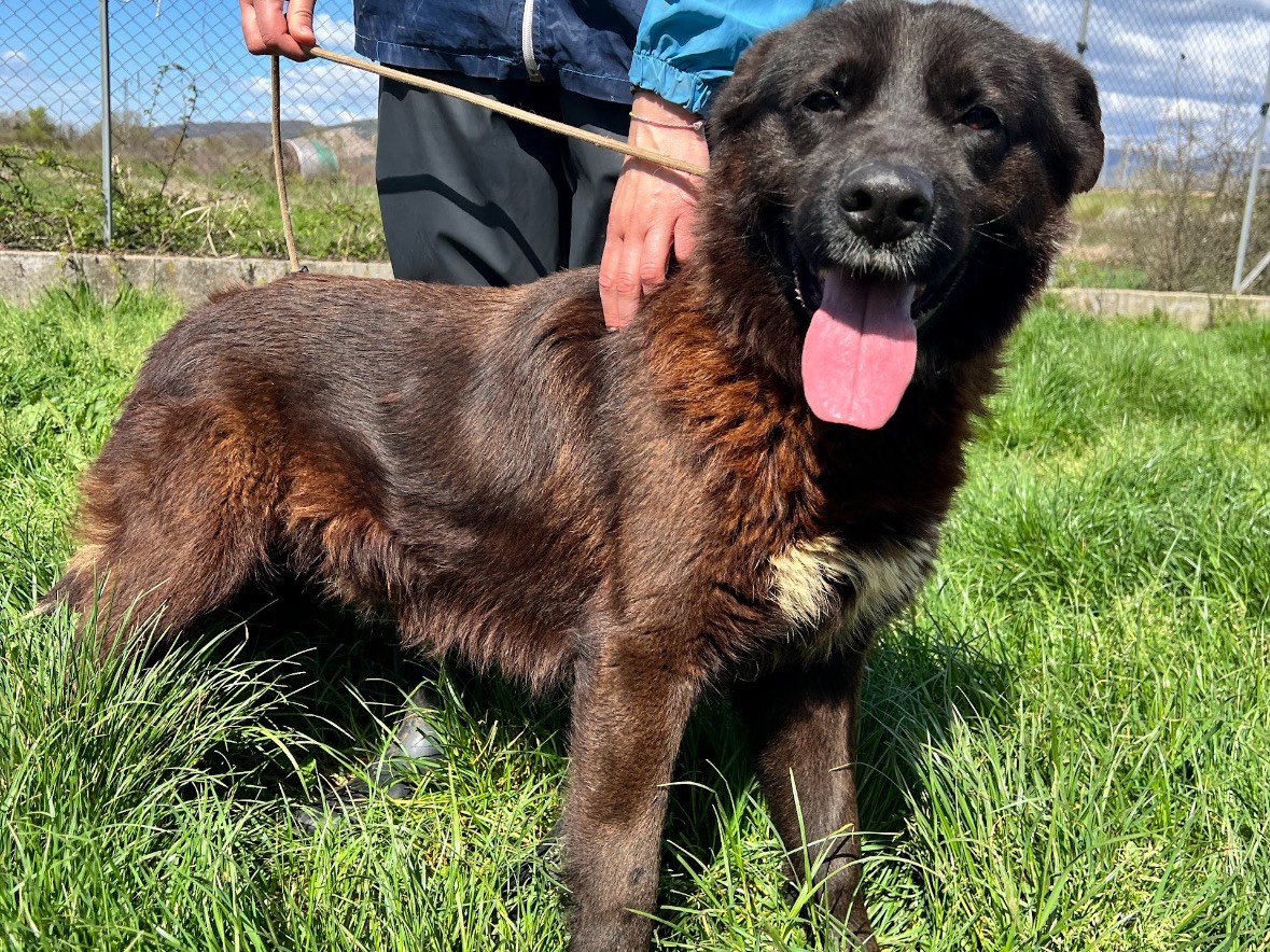 Adotta un cane, taglia media, maschio, Frosinone