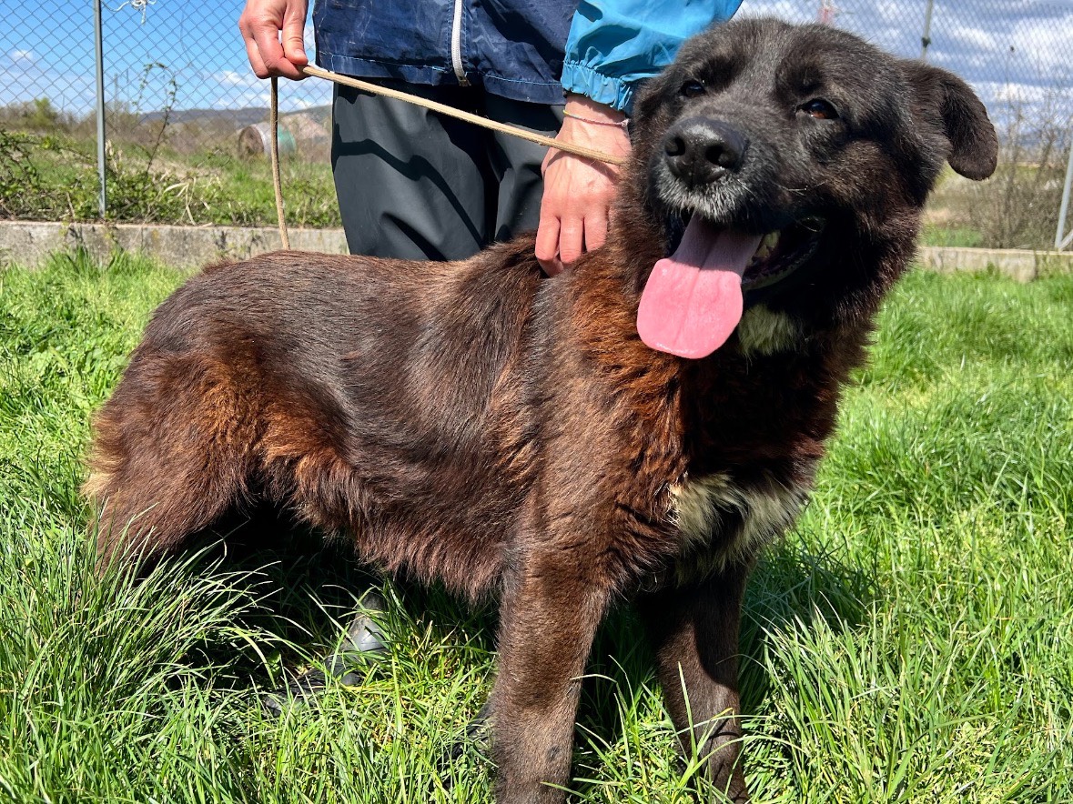 Vuoi adottare un cane a Frosinone?