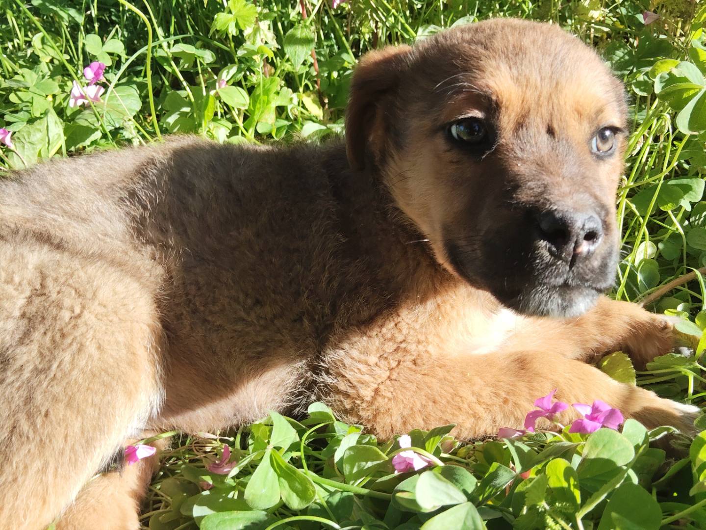 Vuoi adottare un cane a Bergamo?