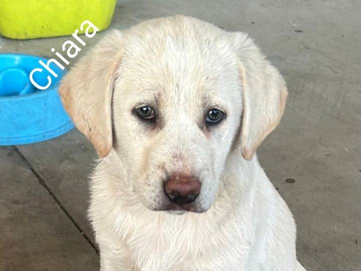 Adotta un cane, femmina, 2 mesi, Siracusa