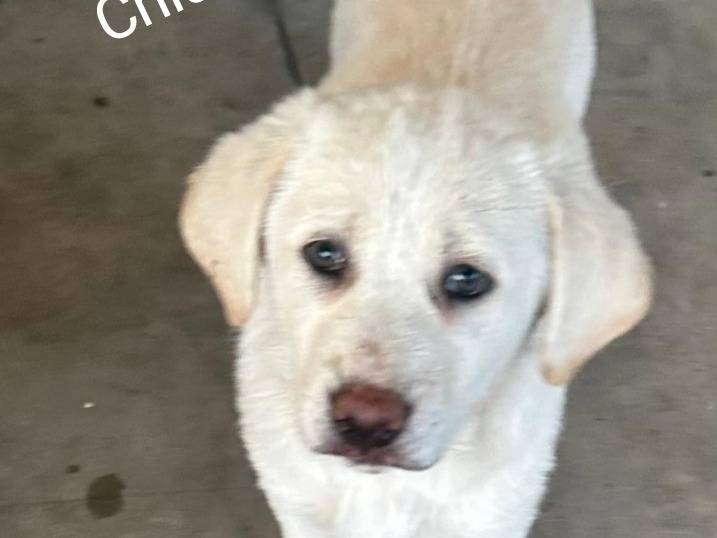 Adotta un cane, taglia media, femmina, Siracusa