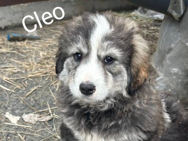 Adozione cane, femmina, Razza sconosciuta Razza sconosciuta, 2 mesi, taglia grande, Siracusa