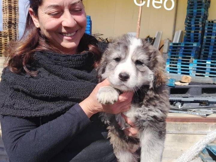 Adotta un cane, femmina, 2 mesi, Siracusa