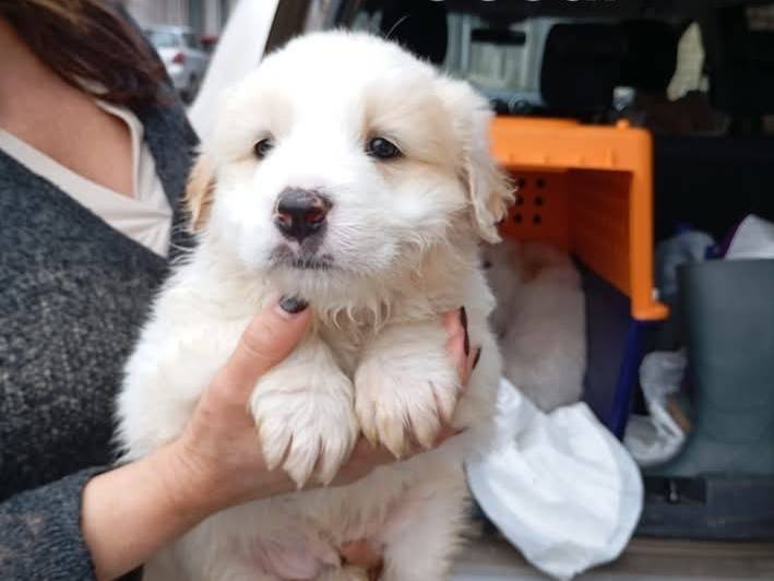 Adozione cane, maschio, Razza sconosciuta Razza sconosciuta, 2 mesi, taglia grande, Siracusa