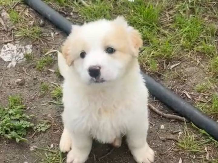 Adotta un cane, maschio, 2 mesi, Siracusa