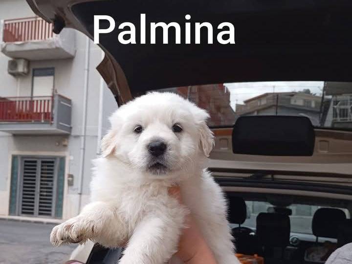 Adozione cane, femmina, Pastore maremmano Razza sconosciuta, 2 mesi, taglia grande, Siracusa