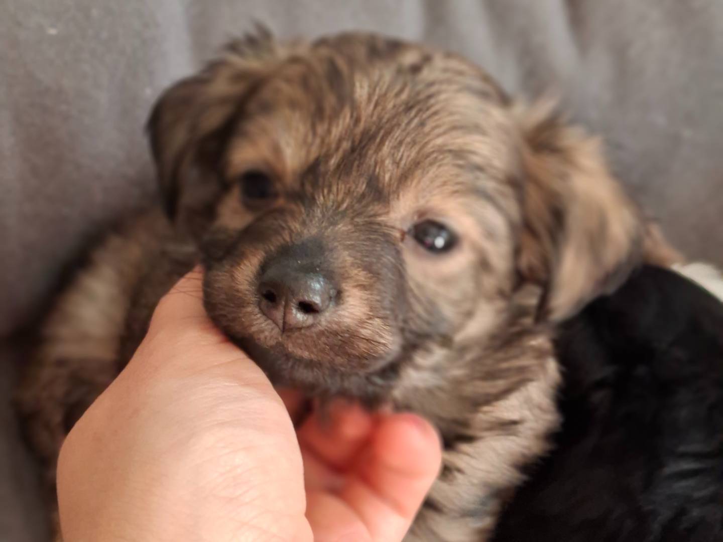 Adozione cane, femmina, Razza sconosciuta Razza sconosciuta, 2 mesi, taglia piccola, Asti