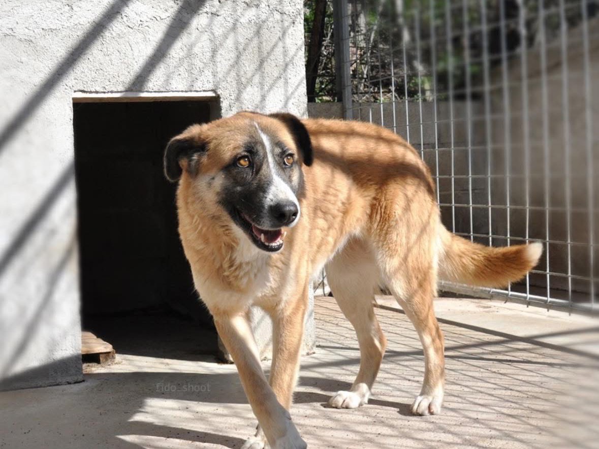 Vuoi adottare un cane a Teramo?