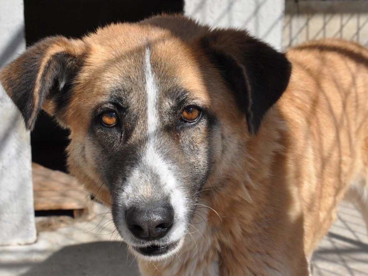 Adotta il cane Lola a Teramo