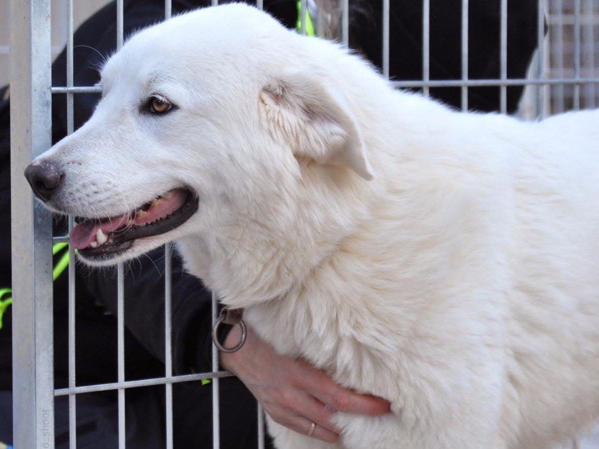 Vuoi adottare un cane a Teramo?