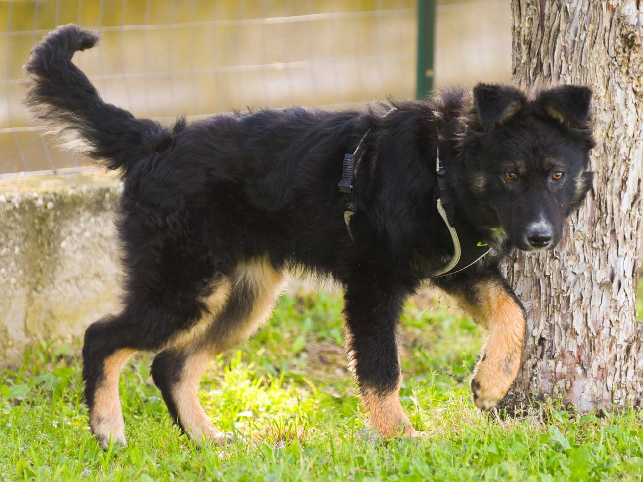 Adozione cane, maschio, Pastore tedesco Pastore tedesco, 6 mesi, taglia media, Barletta
