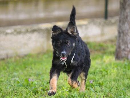 Adotta un cane, maschio, 6 mesi, Barletta