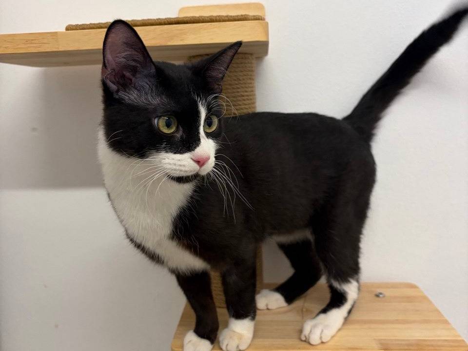 Vuoi adottare un gatto a Milano?