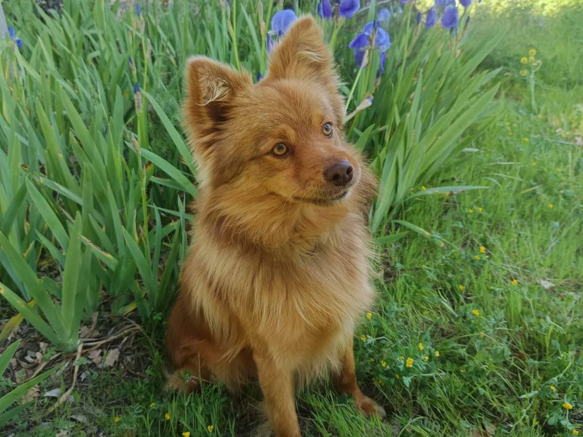 Adozione cane, maschio, Volpino di Pomerania Razza sconosciuta, 1 anno e 2 mesi, taglia piccola, Parma
