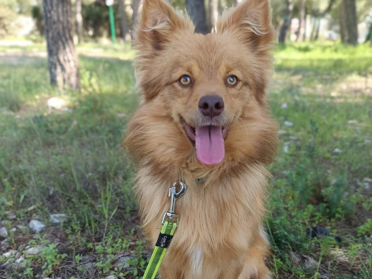 Adotta un cane, maschio, 1 anno e 2 mesi, Parma