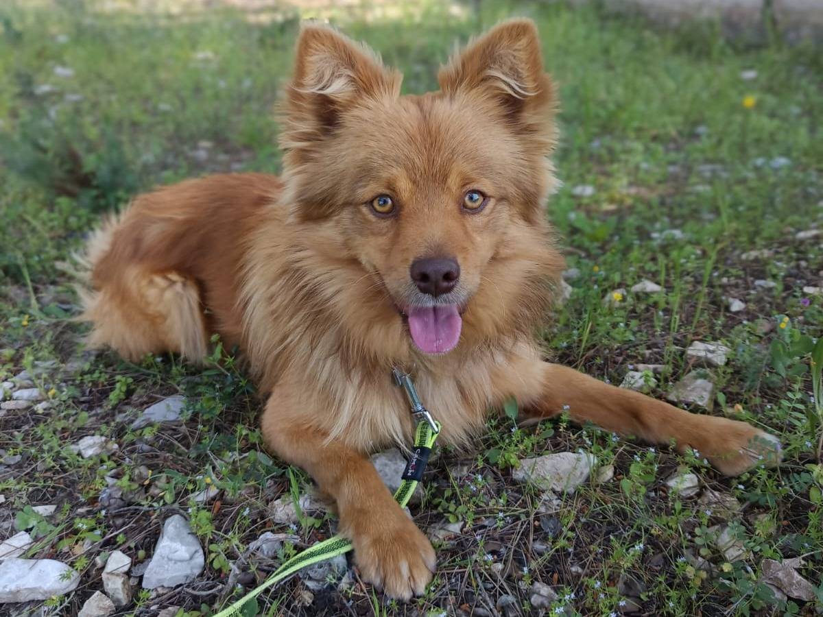 Vuoi adottare un cane a Parma?