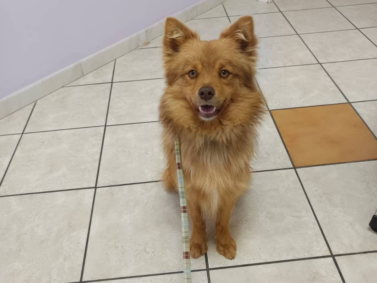 Adotta il cane Rusty a Parma