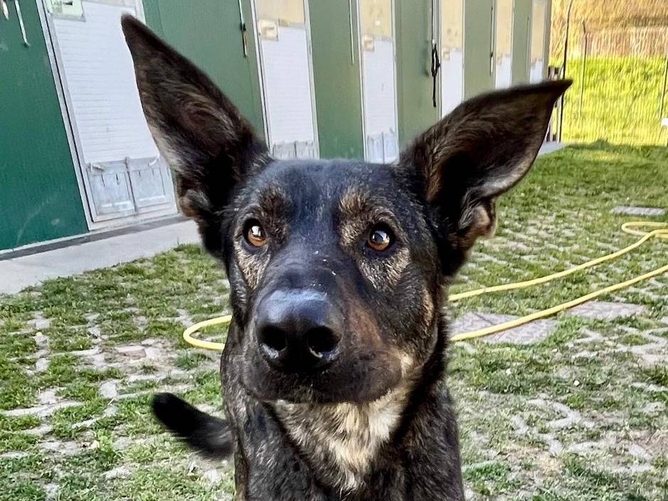 Adozione cane, maschio, Pastore olandese Razza sconosciuta, 1 anno e 2 mesi, taglia grande, Torino