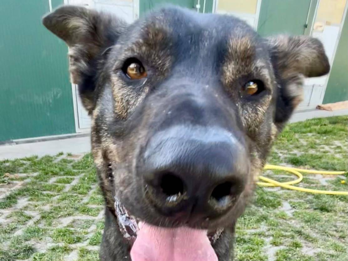 Adotta un cane, taglia grande, maschio, Torino