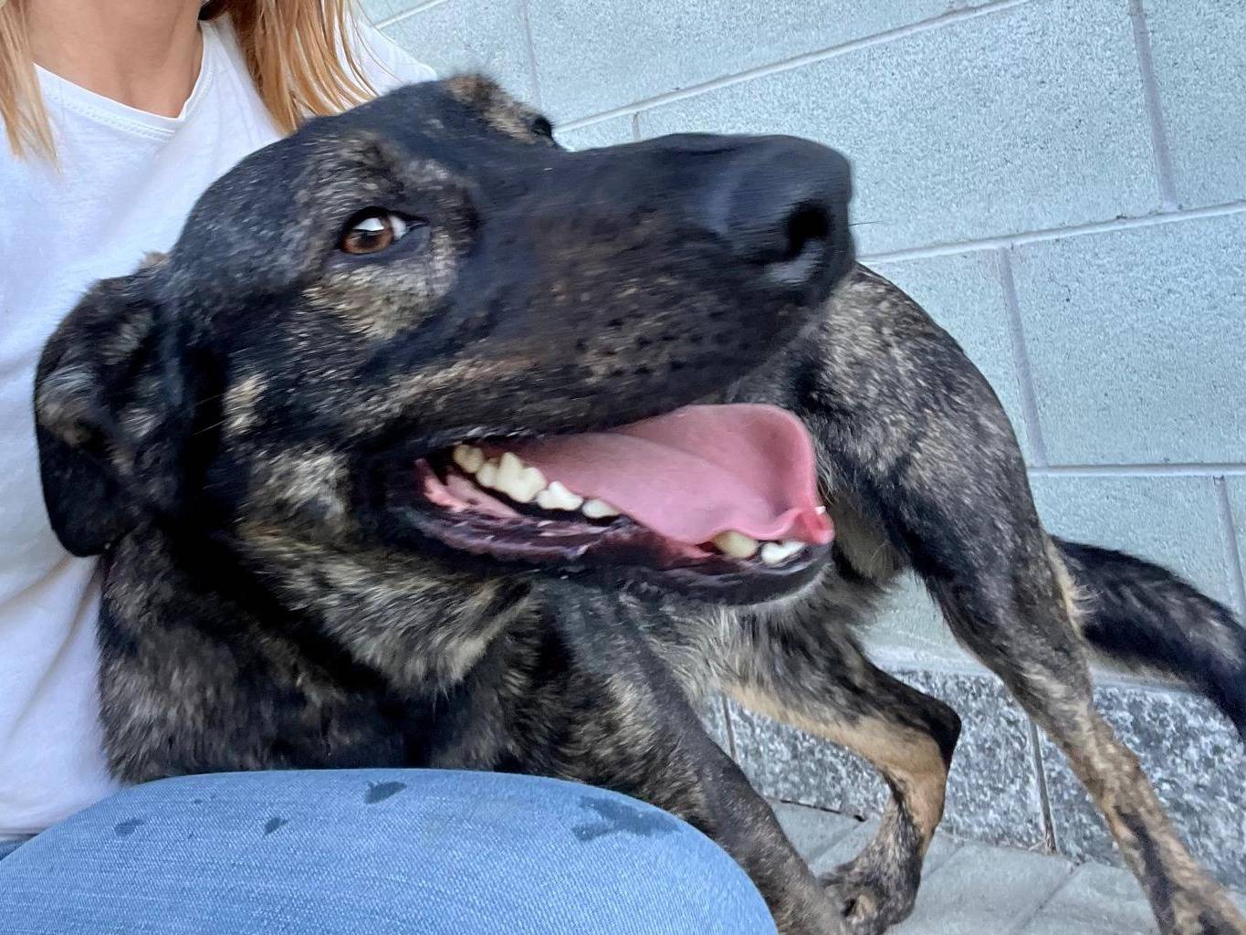 Vuoi adottare un cane a Torino?