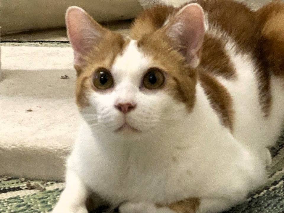 Adozione gatto, maschio, Razza sconosciuta Razza sconosciuta, 1 anno e 6 mesi, taglia non valida, Milano